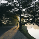 Lakeside trees