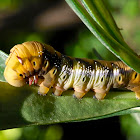 Oleander Hawk Moth Caterpillar