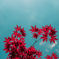 L'acero e il cielo di Filippozazzi