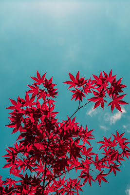 L'acero e il cielo di Filippozazzi