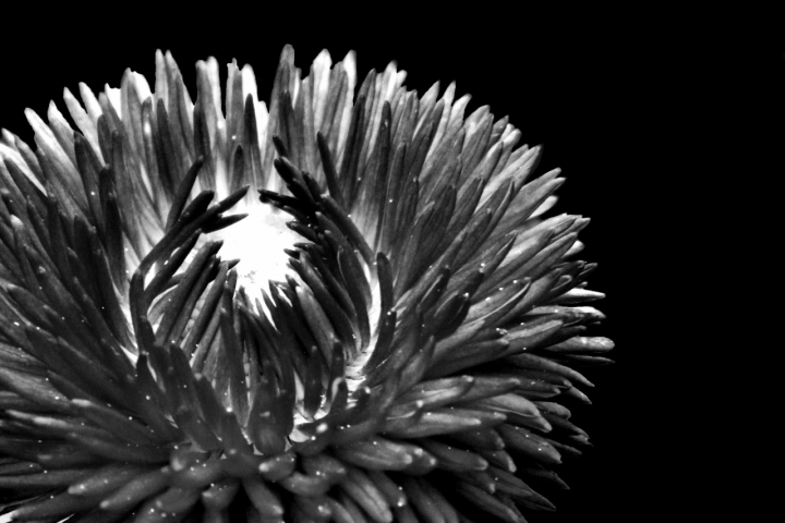 Chrysanthemum di Luigi Segatori