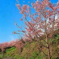 山上人家森林農場