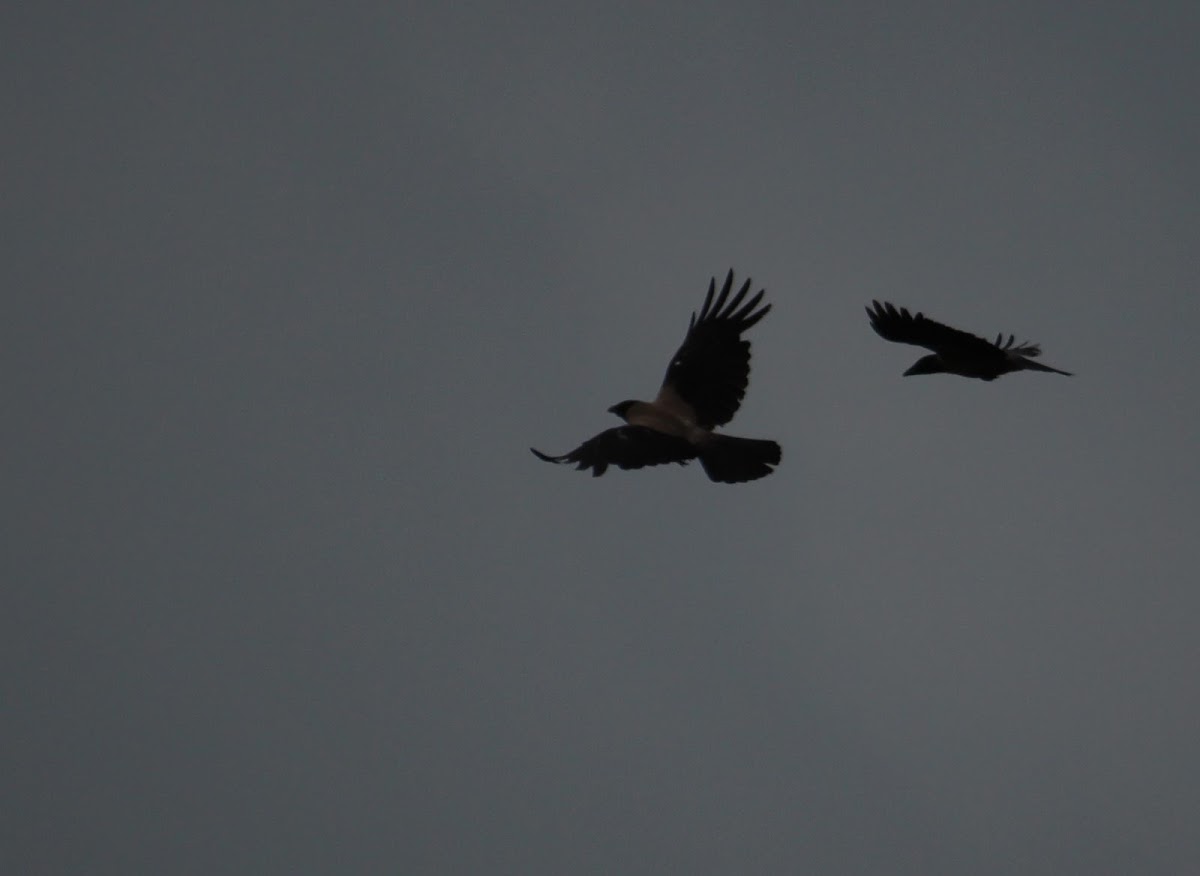 Hooded crow