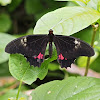 Ruby-spotted Swallowtail Butterfly