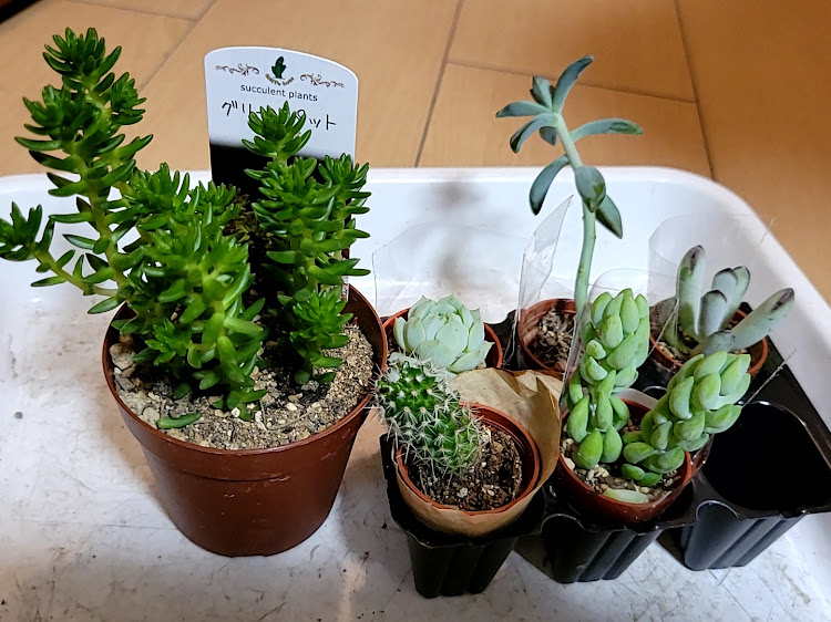 アムロさんさんが投稿した日常のひとコマ・緑は癒やし🌳・ガラスの水槽リノベ?!・見てくれてありがとうございます😊に関するカスタム事例の投稿画像3枚目