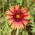 Indian Blanket