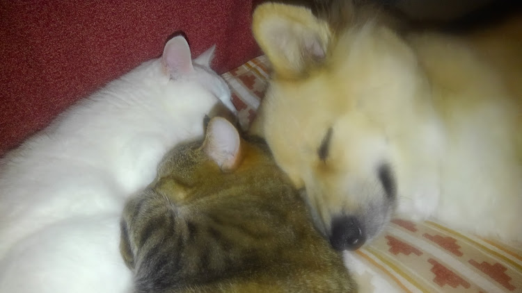 ハイゼットデッキバンの車検戻し出来ない❗・癒し系の娘たちに関するカスタム事例の投稿画像4枚目