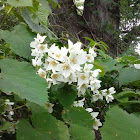 Apple Blossoms