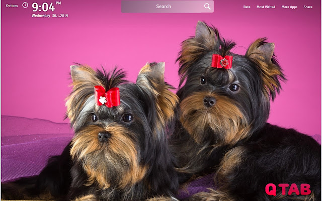 Yorkshire Terrier Wallpapers New Tab