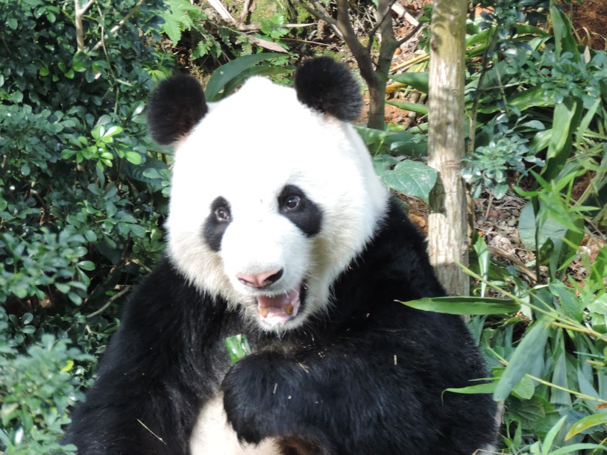 Giant panda