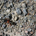 Rove Beetle