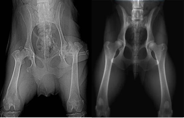 Симптоми дисплазії у собаки