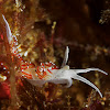 Nudibranch