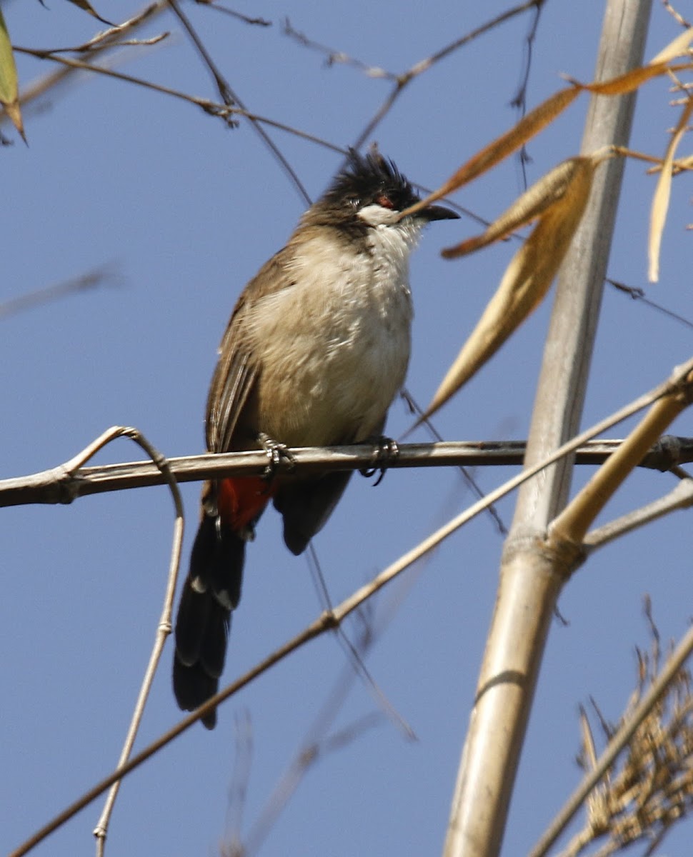 Red-whiskered Bulbul