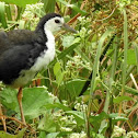 The white-breasted waterhen