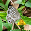 Common cerulean