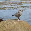 Western Gull (juvenile)