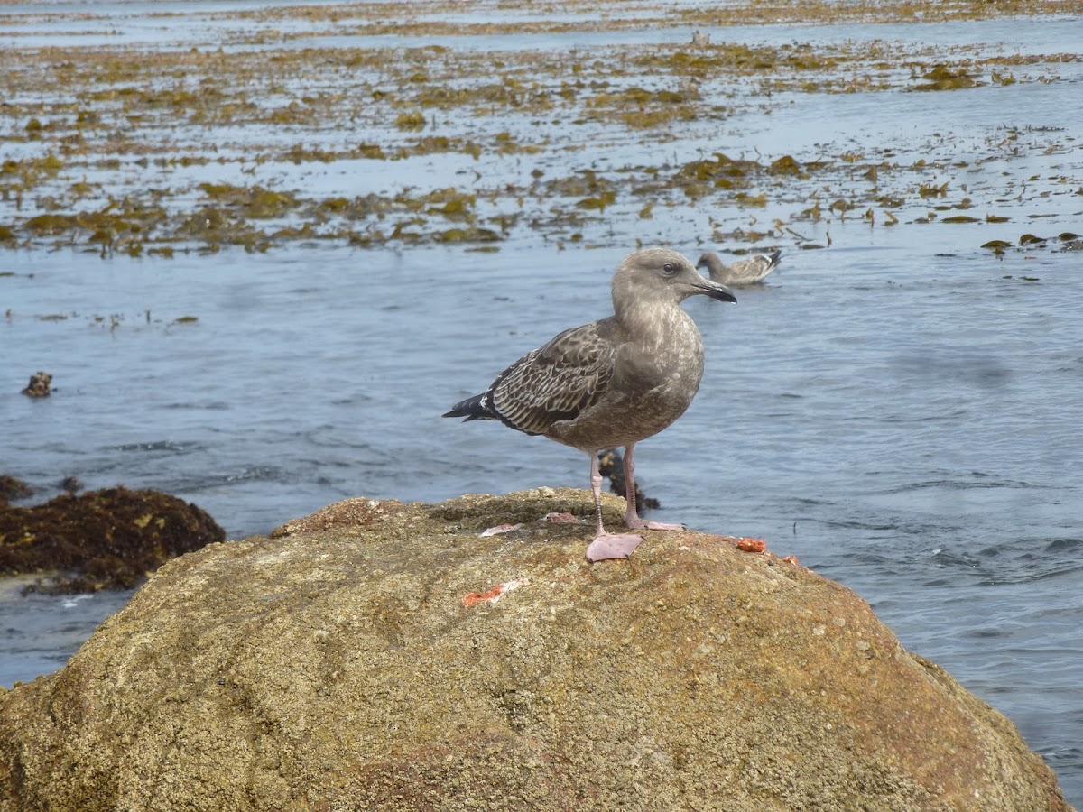 Western Gull (juvenile)