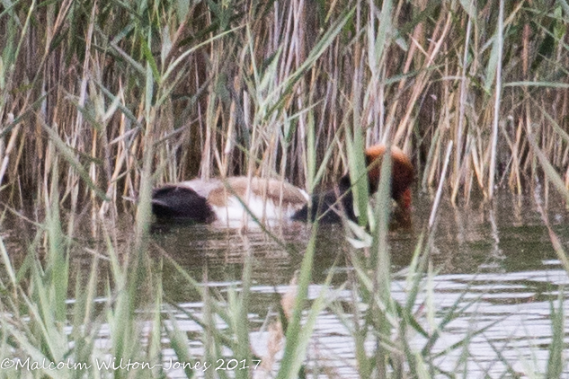 Red-crested Pochard; Pato Colorado