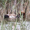 Red-crested Pochard; Pato Colorado