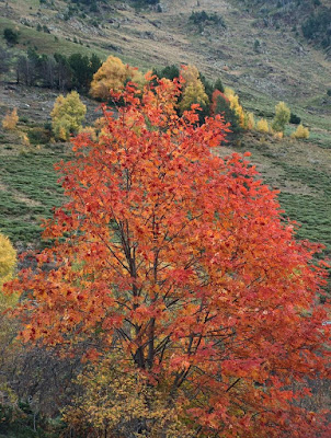 Autunno sui Pirenei  di silba