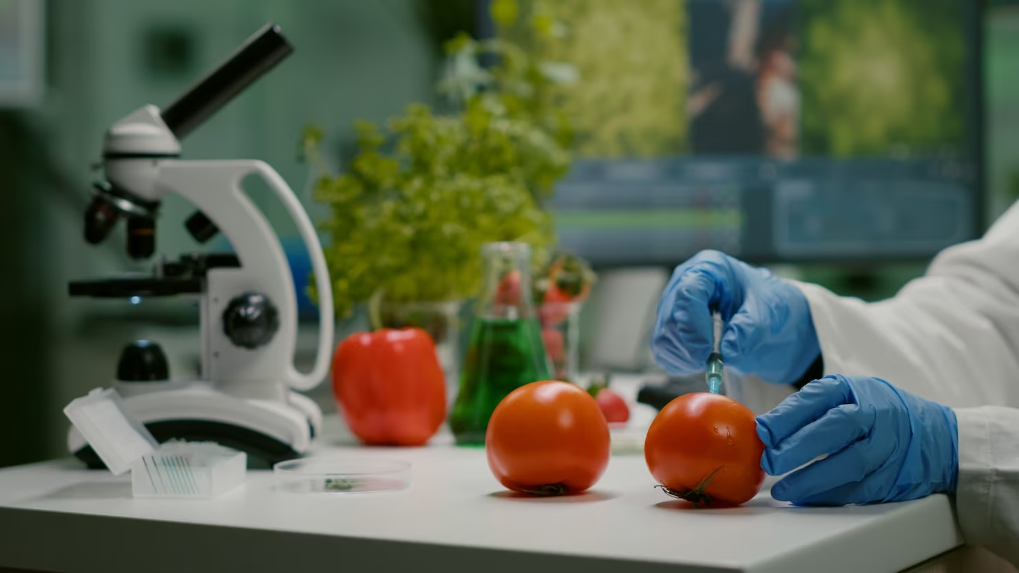 Vegetable is being modified genetically in  a lab