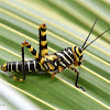 Grasshopper nymph