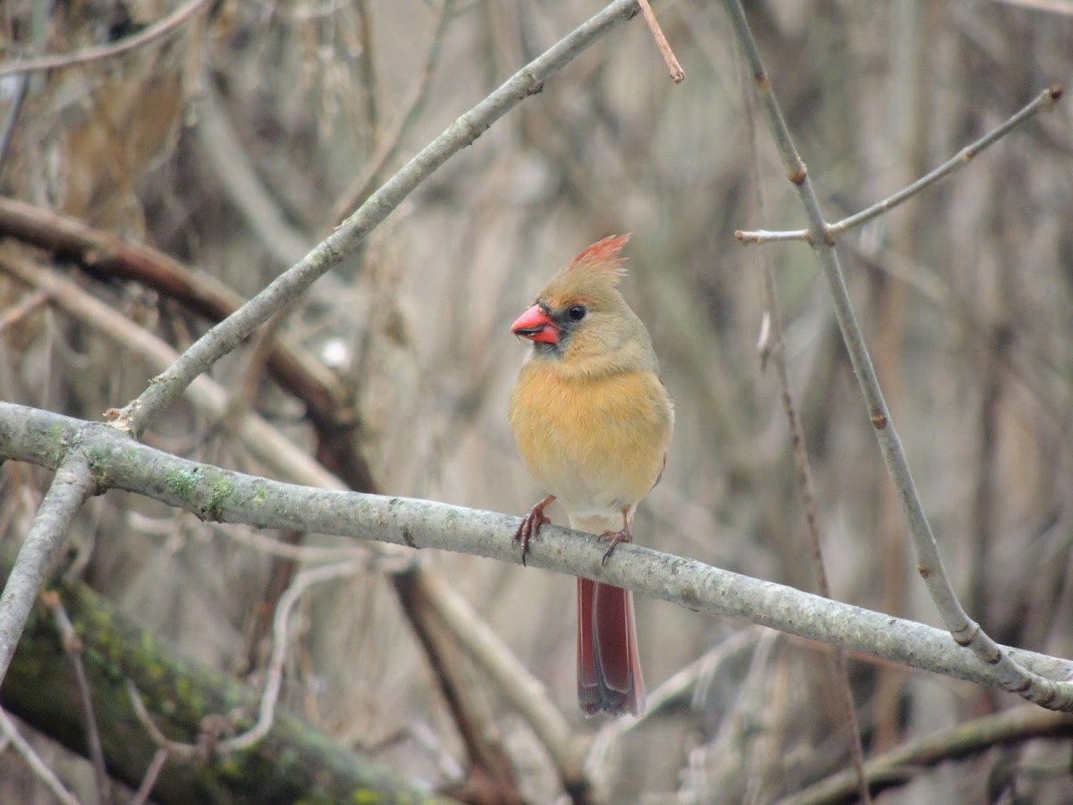 Northern cardinal