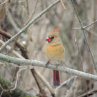 Northern cardinal