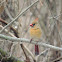 Northern cardinal