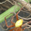 Sixspotted Orbweaver