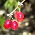 Cornelian cherry