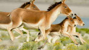 Wild Horses of the Himalayas thumbnail