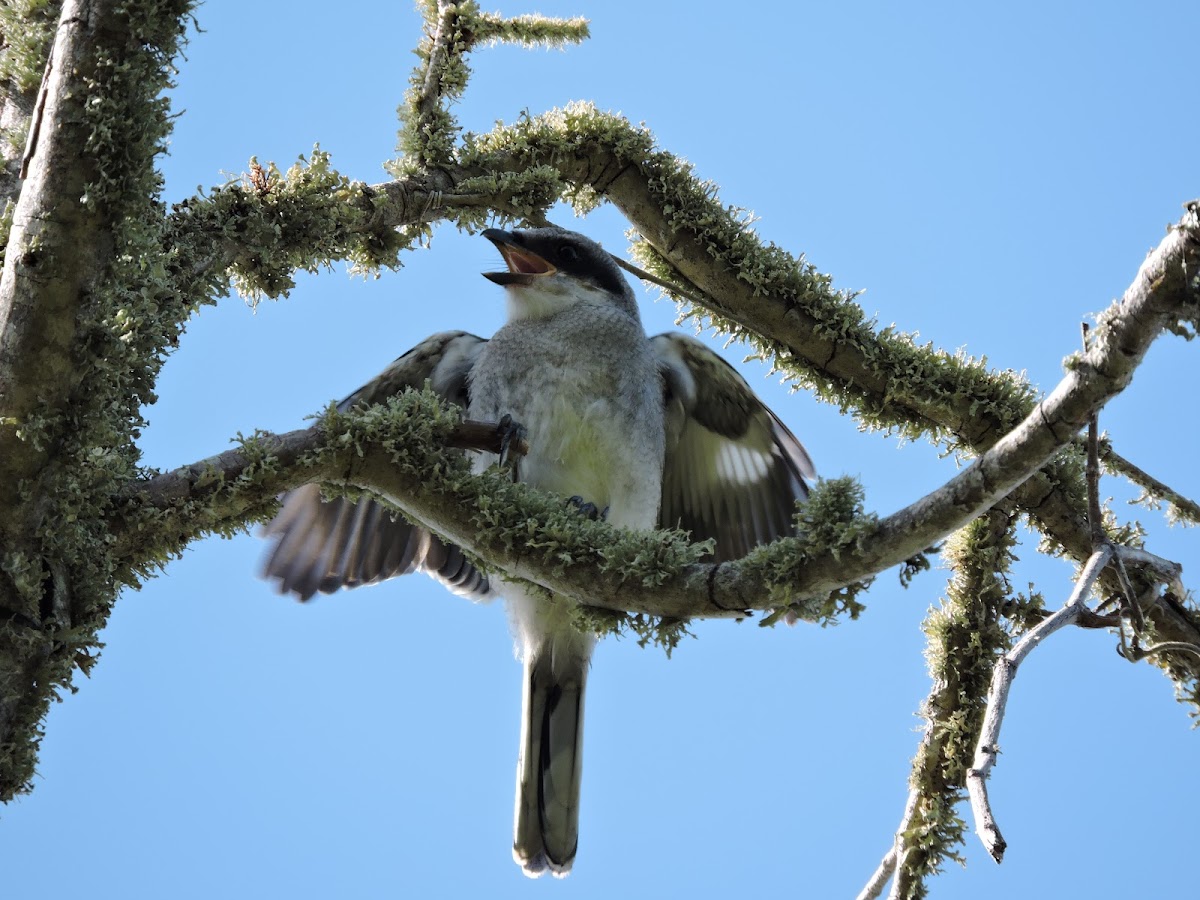 Loggerhead shrike