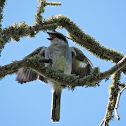 Loggerhead shrike