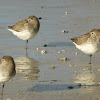 Dunlin