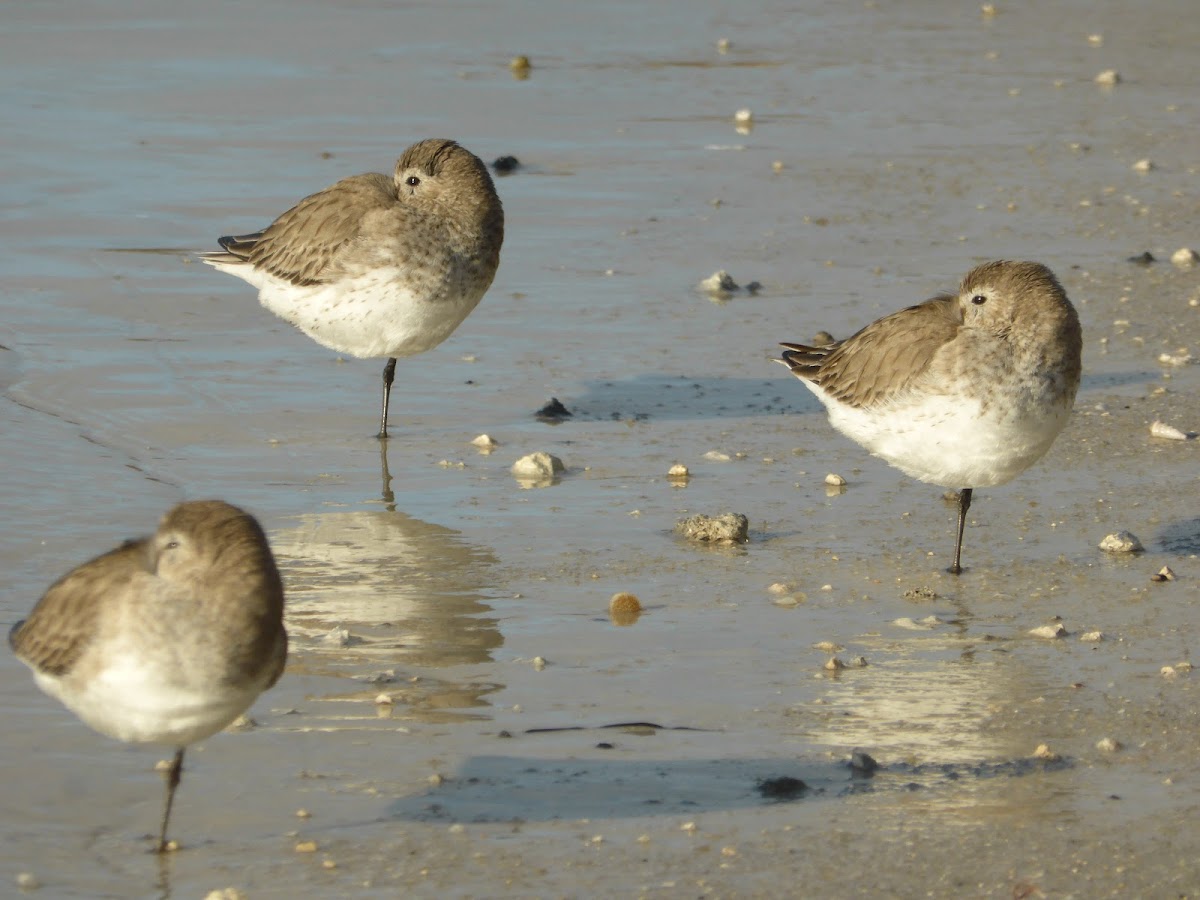 Dunlin