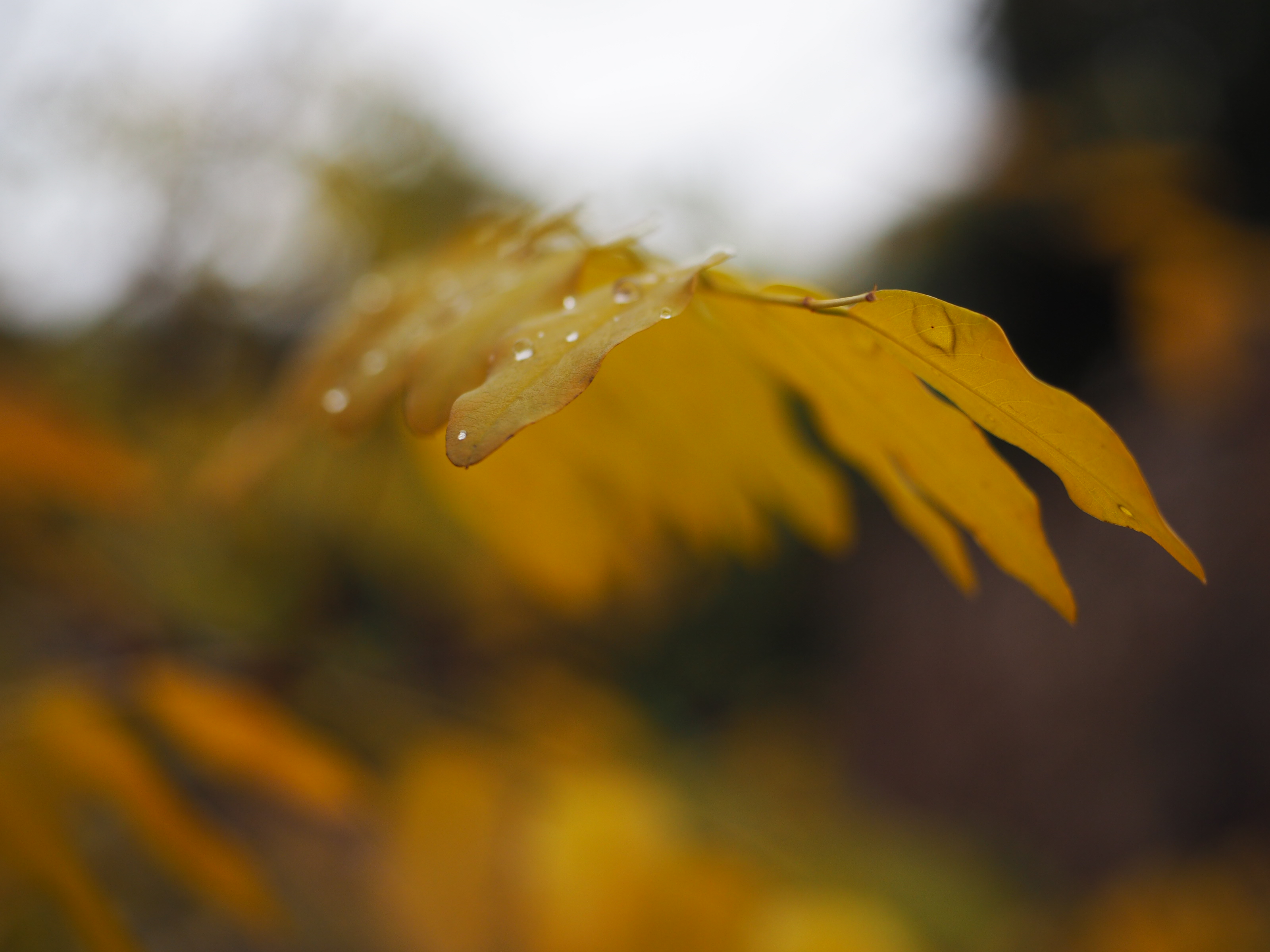 ....il colore giallo delle foglie che cadono di Isashot