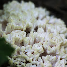 False Coral