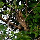 Oriental scops owl