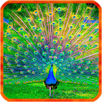 Cover Image of Descargar Fondos de pantalla en vivo de pavos reales 1.0.0 APK