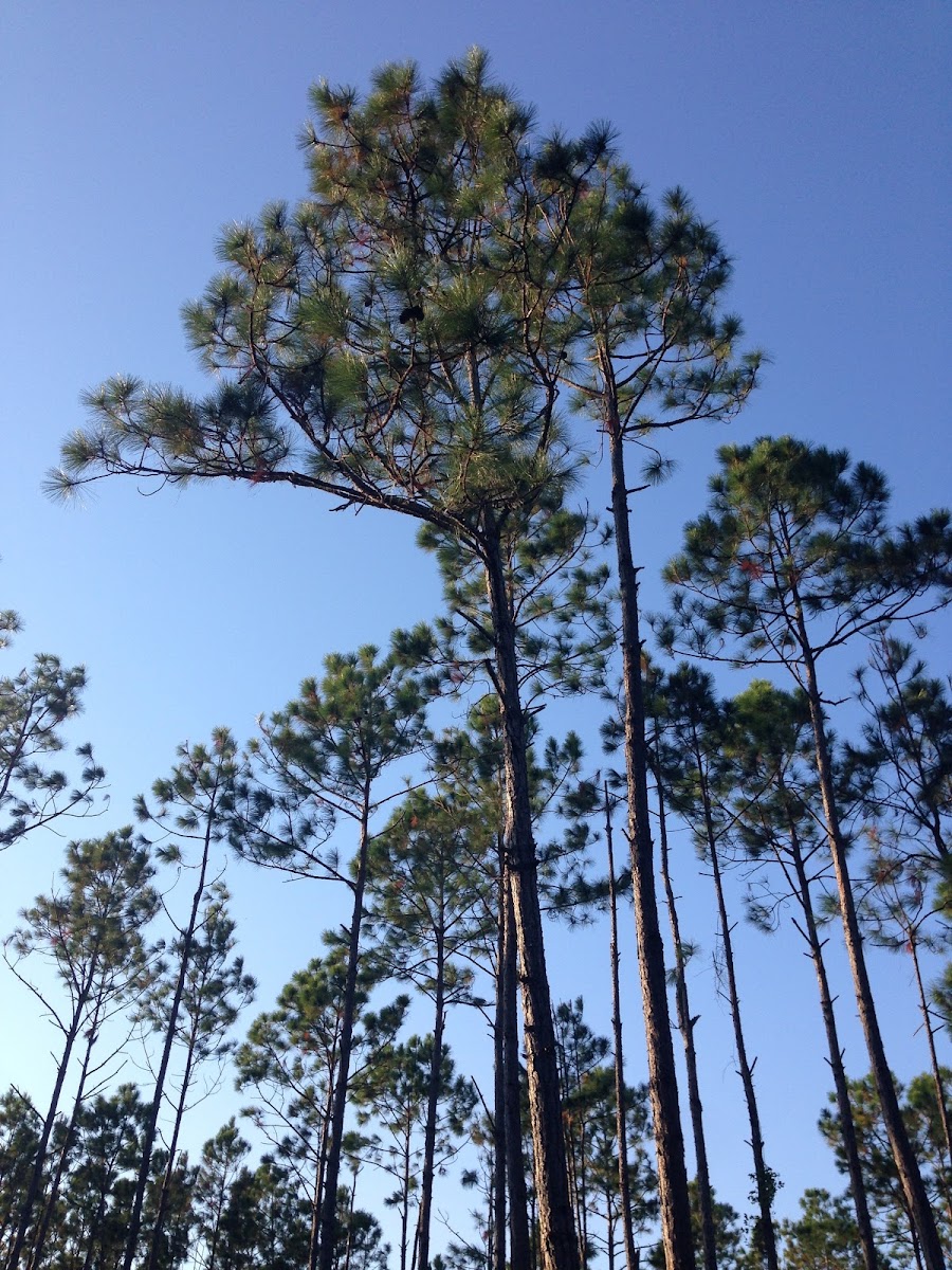 pine tree