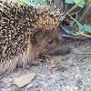 European hedgehog