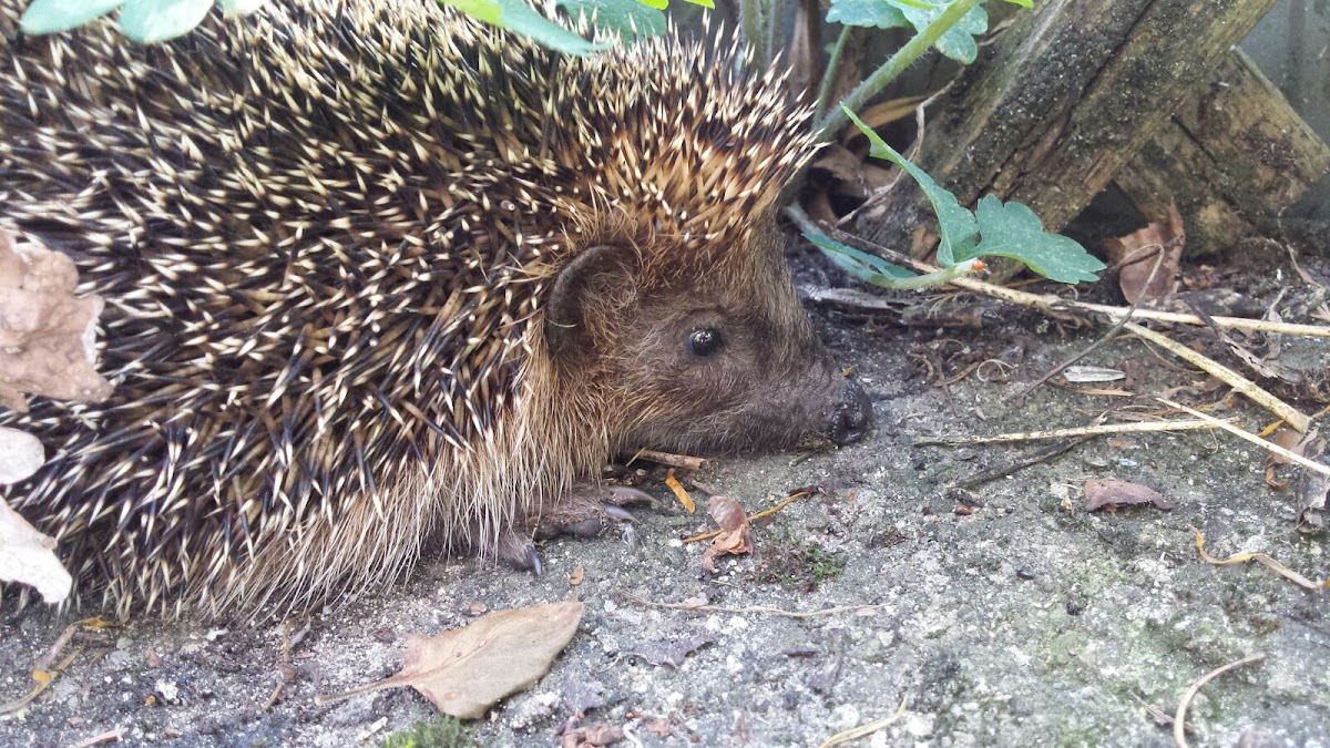 European hedgehog