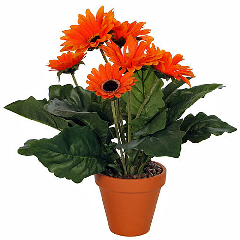 Gerbera Daisy.jpg