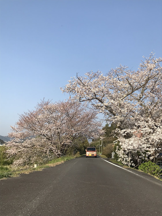 アルトラパンのさくらぱん・桜・さくらとコラボ・ラパンに関するカスタム事例の投稿画像3枚目