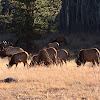 Bull Elk