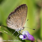 Lesser Grass Blue