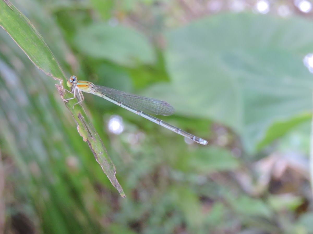 Blue Damselfly