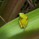 Shrub (tree) frog